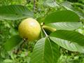 SARTRE GUAVA